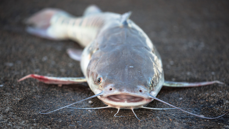 catfish facing camera