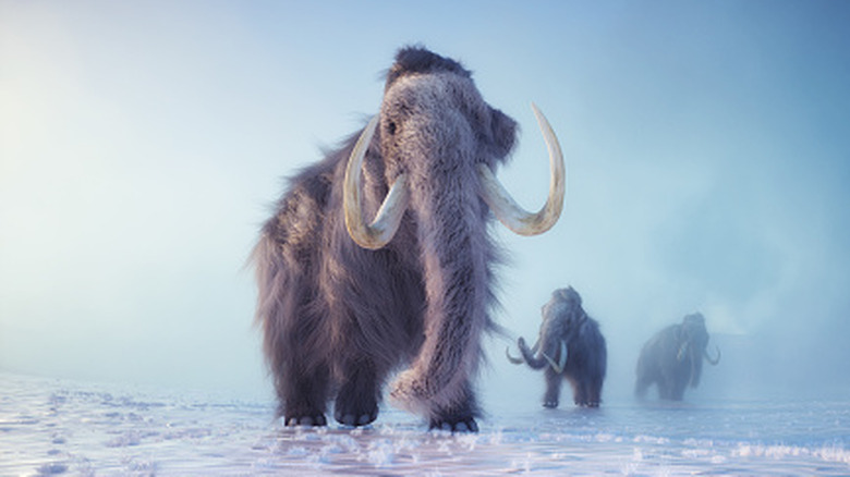 Three woolly mammoths in the snow