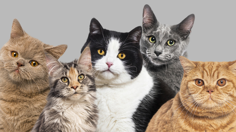 Various species of cats