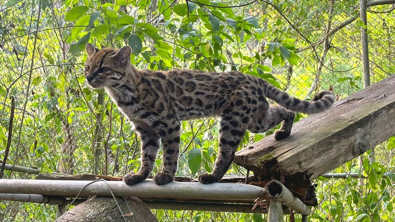 A Leopardus tilcayo in a conservation enclosure