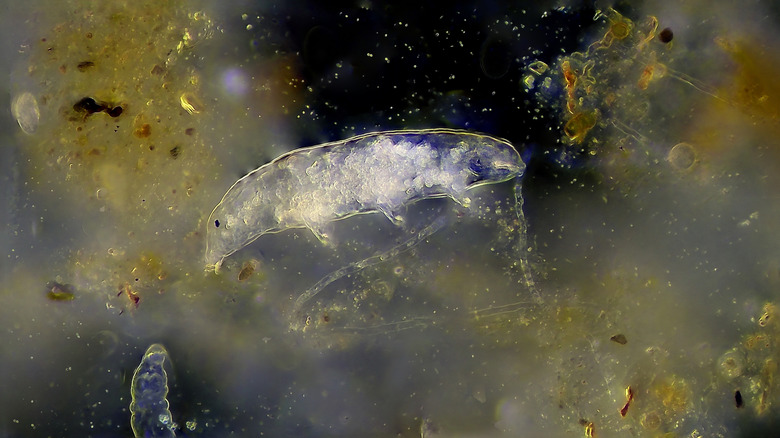 Tardigrades under a microscope surrounded by algae