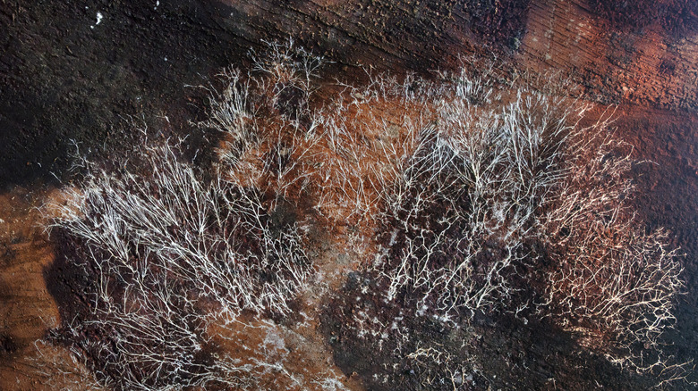 Fungal mycelium branching in thin roots along a rock face