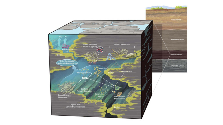Graphic by Michigan researchers showing the potential food web of life in the ground