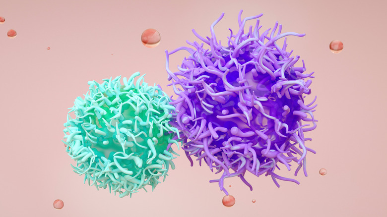 Concept of a B cell and T cell getting ready to produce antibodies