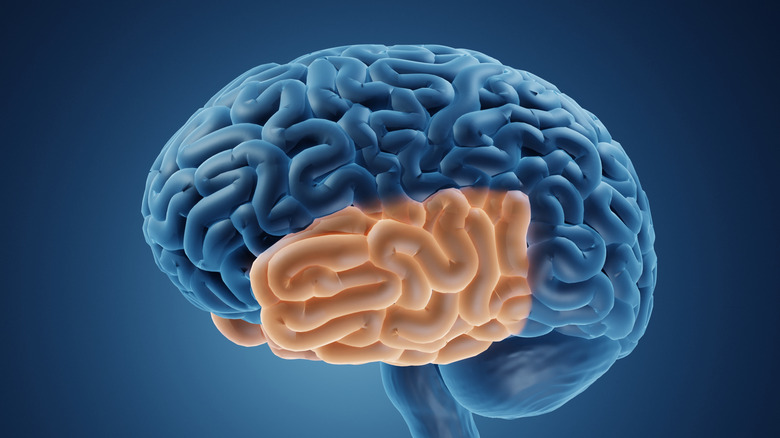 Illustration of temporal lobe in the brain
