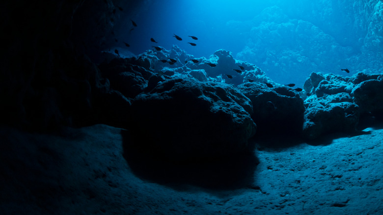 Small fish swimming among rocks deep on the ocean floor