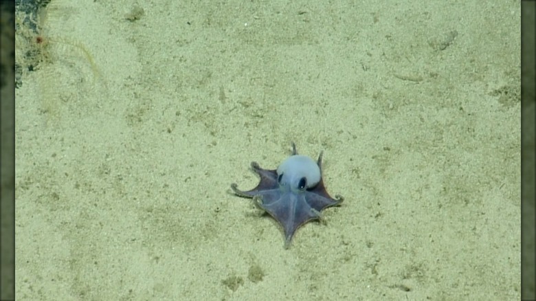 The new species of octopus (Microeledone galapagensis) 5,800 feet deep in the ocean near Isla Darwin