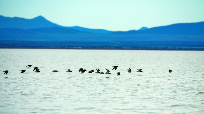 Flock of migrating birds above lake water with blue hills in background