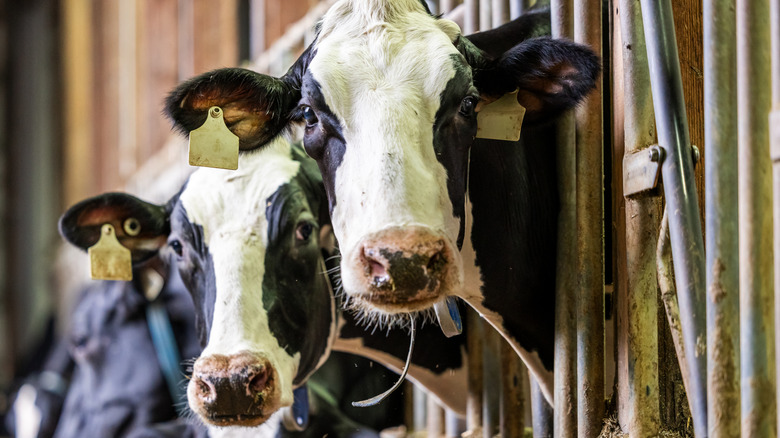 Two cows in a barn look into the camera.