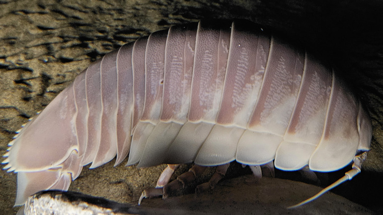 A picture of Bathynomus giganteus
