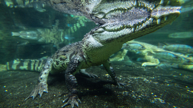 Underwater picture of an alligator