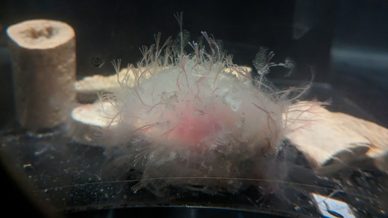 A picture of an Osedax