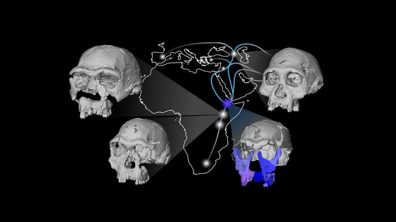 Four 3D models/scans of homo erectus skull samples superimposed on outline of African continent