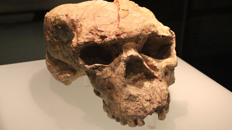 The Yunxian Man Cranium II fossil, a human-like fossilized skull with crushed features