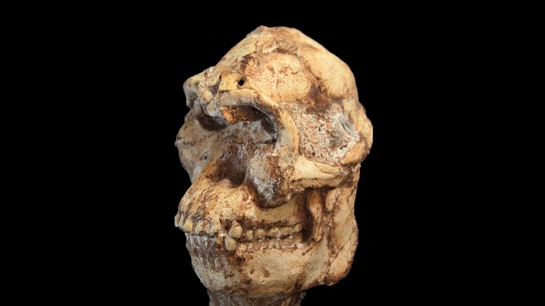 skull of hominin fossil, Little Foot