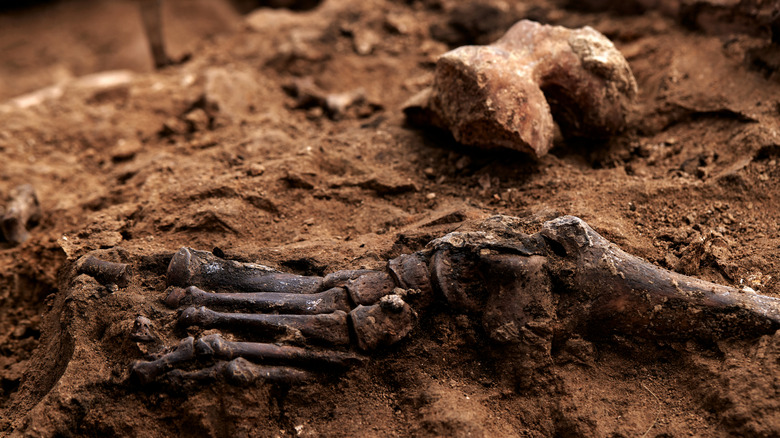 excavating hominin fossils