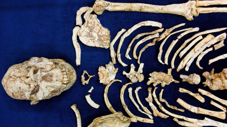 skull and ribs of hominin fossil, Little Foot