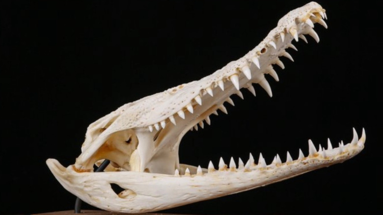 Fossilized crocodile skull on display on a black background