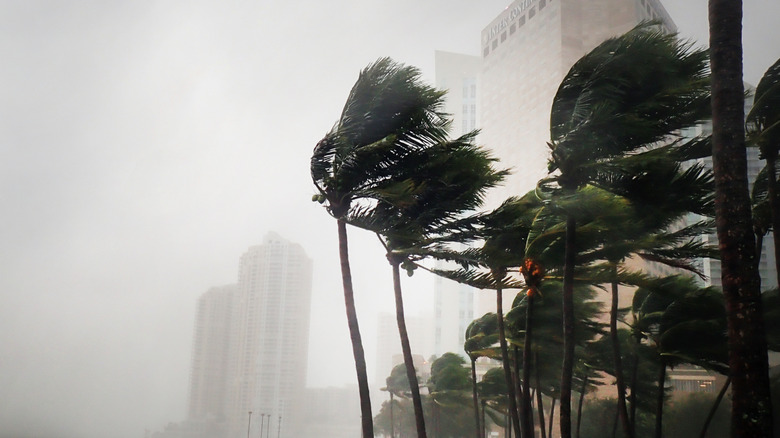Hurricane Irma strikes a flooded Miami, Florida with Palm trees visible in the foreground