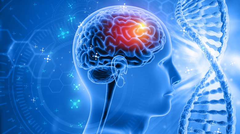 A rendering of the human brain
