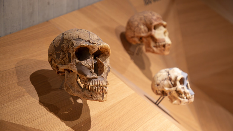 A display of skulls from the Neanderthal Museum in Dusseldorf, Germany.
