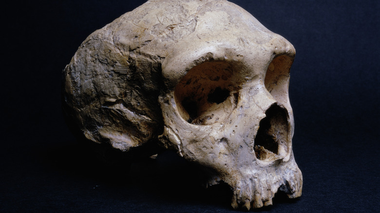 The skull of a Neanderthal man in front of a dark background.