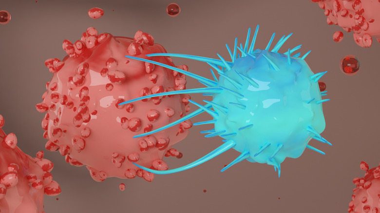 Illustration of a cytotoxic T cell (blue) attaching a cancer cell (red)