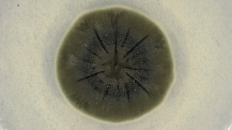 A petri dish containing a colony of Cladosporium sphaerospermum.