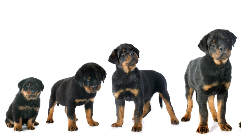 Rottweiler puppy throughout different stages of growth