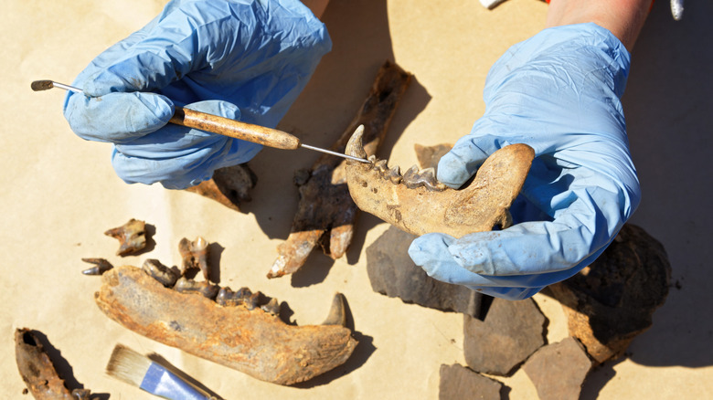 Scientist wearing blue gloves working on a fossil specimen with hand tools