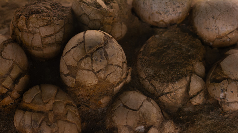 Fossilized eggs with cracks