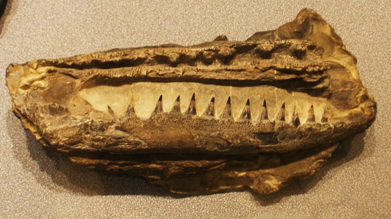 Birgeria jaw fossil at Museo di Storia Naturale di Bergamo