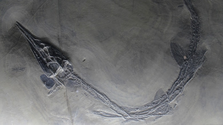 Fossil specimen of Saurichthys sp. on display at the Geological Museum of China