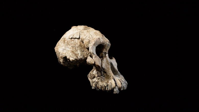 Skull fossil of A. anamensis, large robust jaw and cheekbones