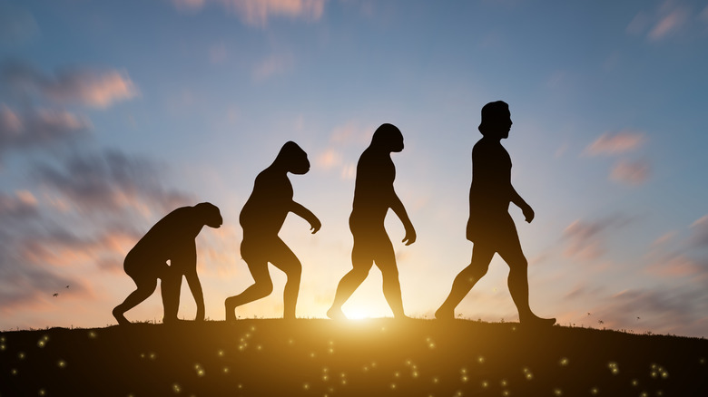 four silhouettes walking in a line against the sun, starting with quadrupedal ape and led by homo sapiens