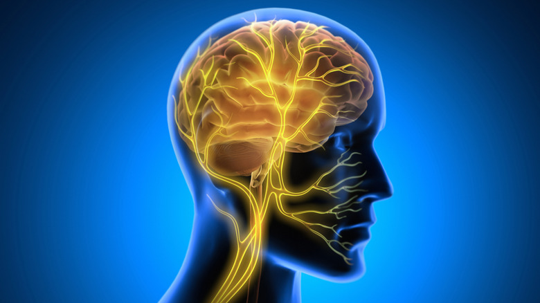Diagram of human brain and nerves