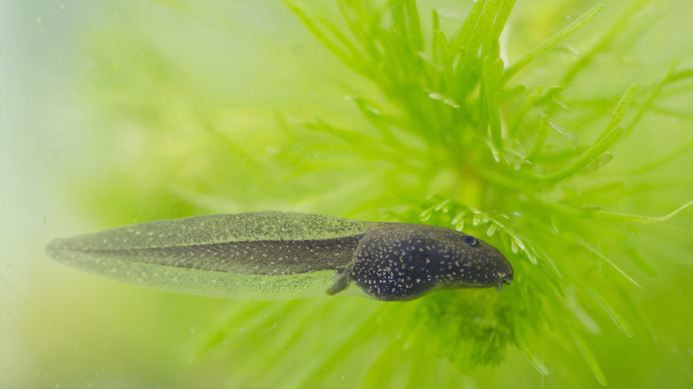 Common frog tadpole in water