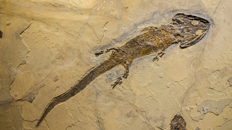 Fossil of an amphibian in stone