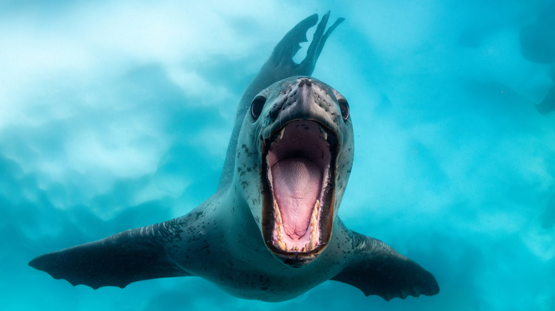 Leopard seal hunting underwater with its mouth open wide