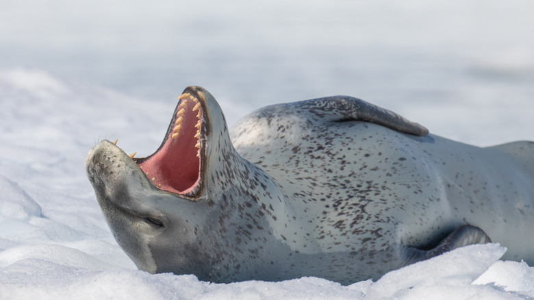 Leopard seal lying on ice with mouth open