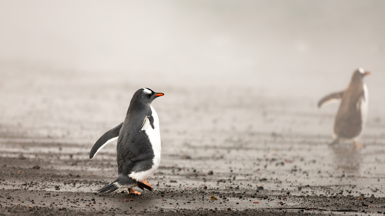 Penguins on Deception Island, Antarctica