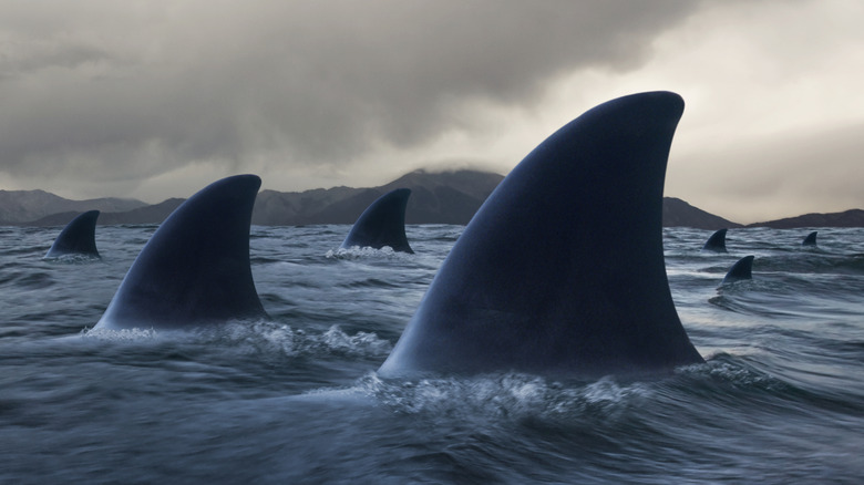 Concept of danger with several fins breaching the ocean surface and dark skies in the distance