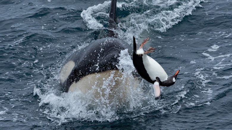 Orca breaching the ocean surface while hunting a breaching Gentoo penguin in Antarctica