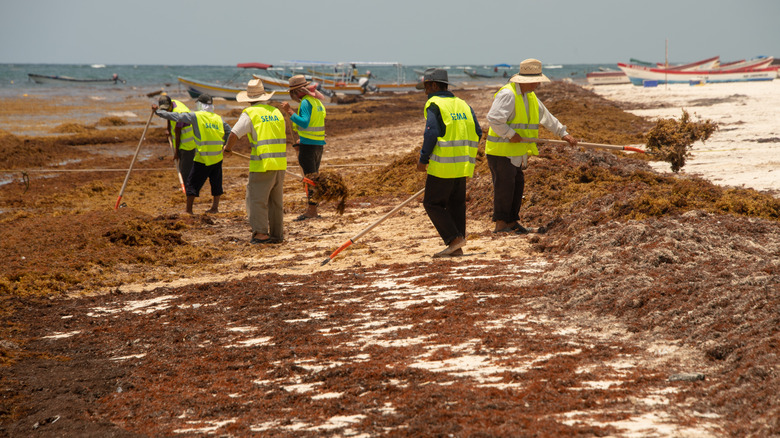 Crew of people cleaning a Mexico beach covered in Sargassum
