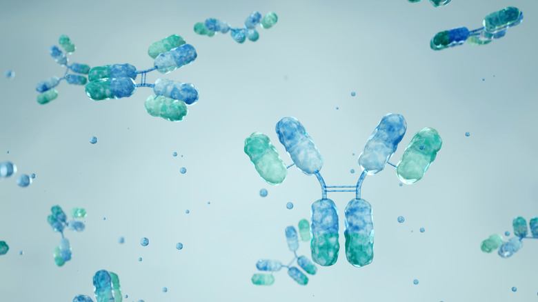 Visualization of microscopic monoclonal antibodies