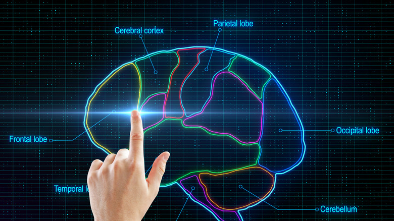 Graphical representation of a brain showing the various brain areas
