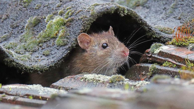 A Norway rat sticking its head out to look around.