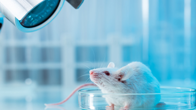 A white mouse in a petri dish in a lab