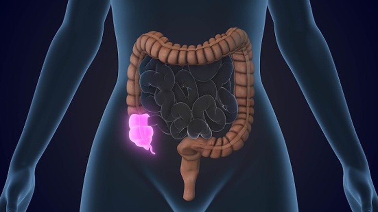 Highlighted appendix at the end of the large intestine