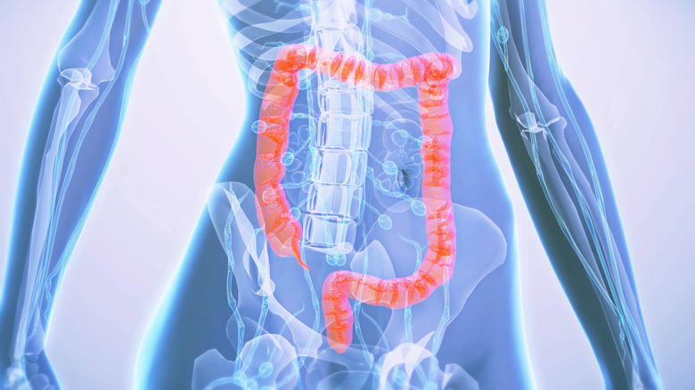 Large intestine highlighted in the human body